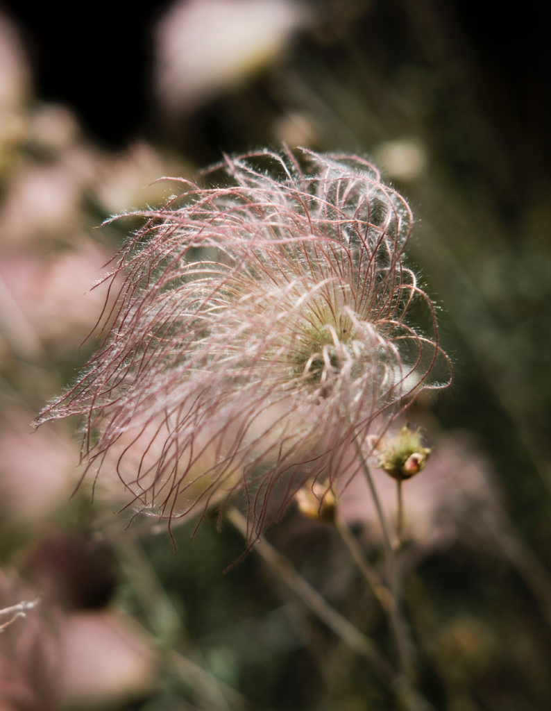 Pink Desert Flower Blowing In The Wind
