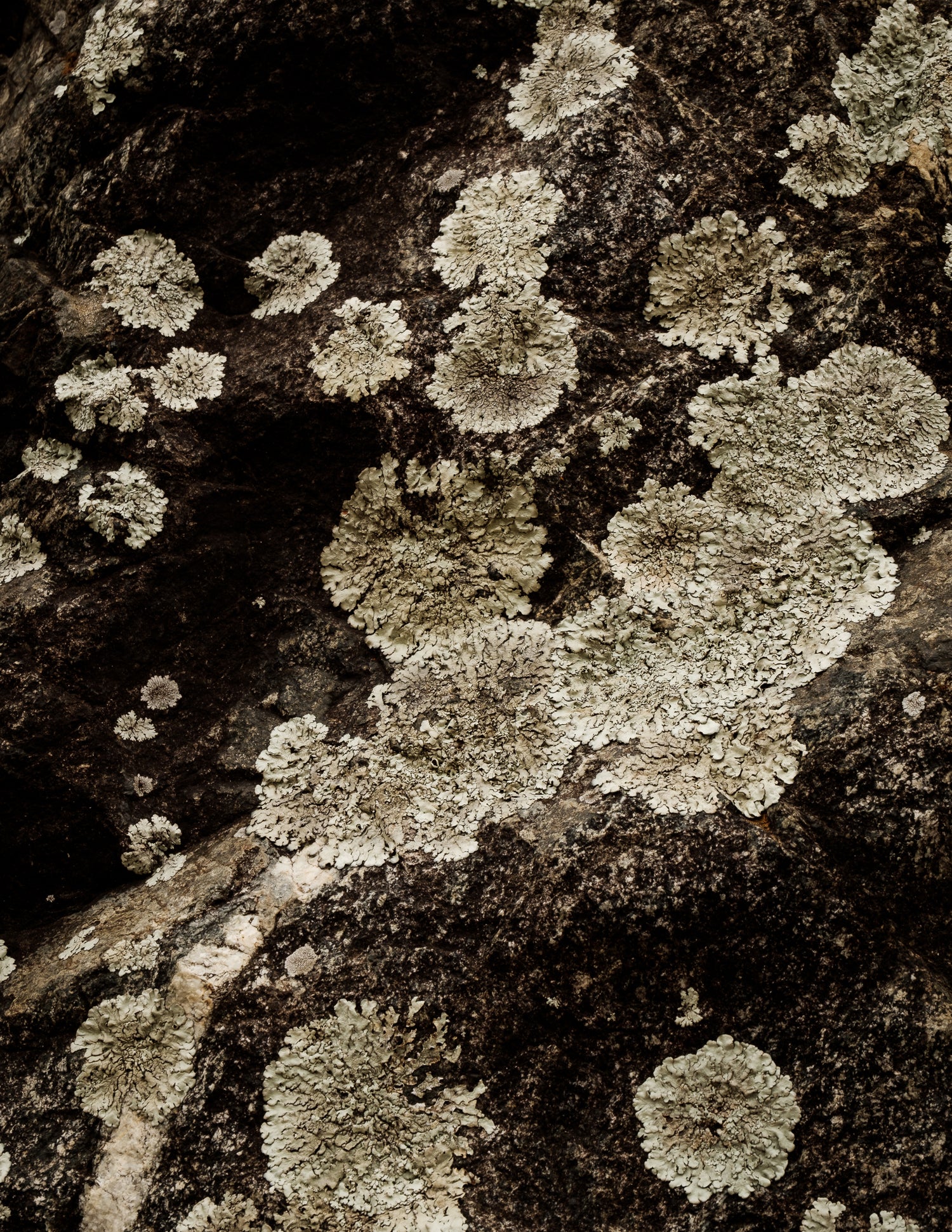 Detail of Lichen