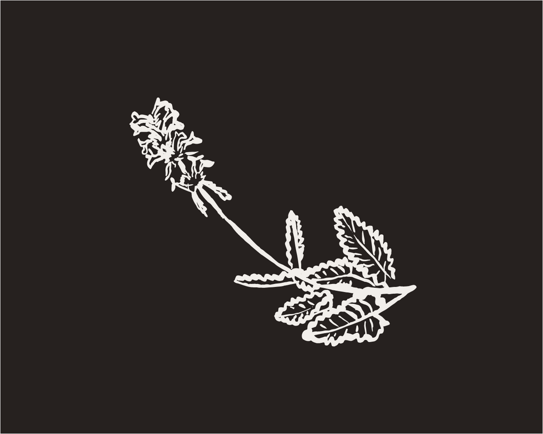 Other Plants Guide to Betony
