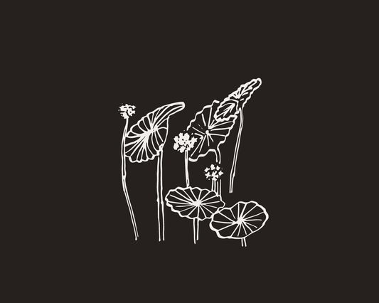 Line drawing of Gotu Kola