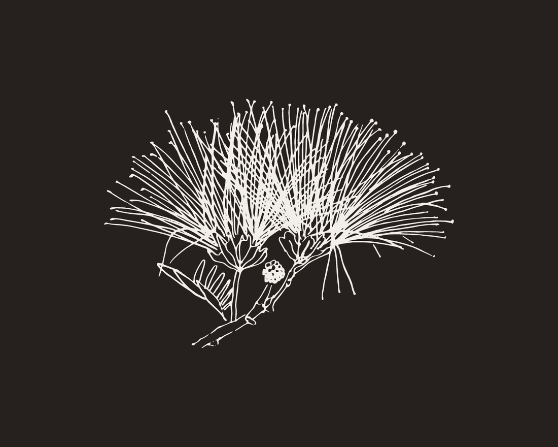 drawing of mimosa flowers