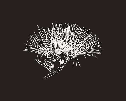 drawing of mimosa flowers