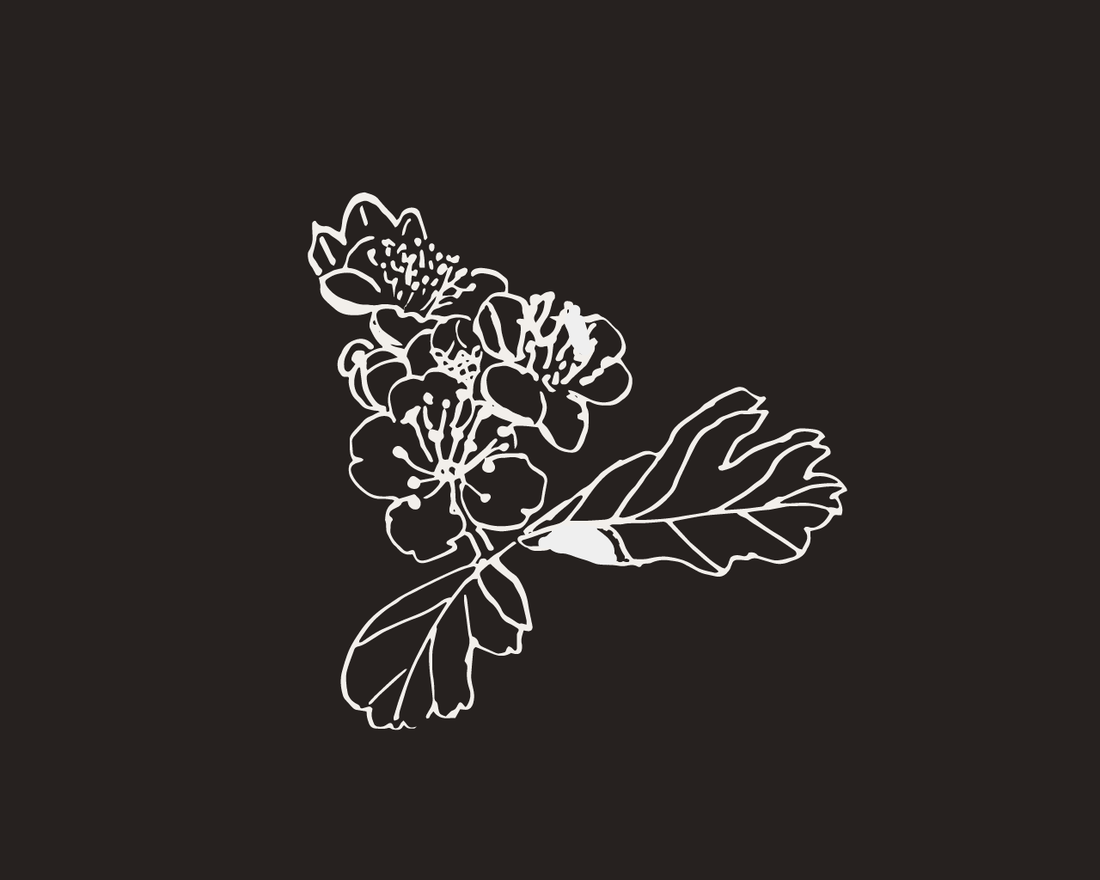 Line drawing of hawthorn flowers