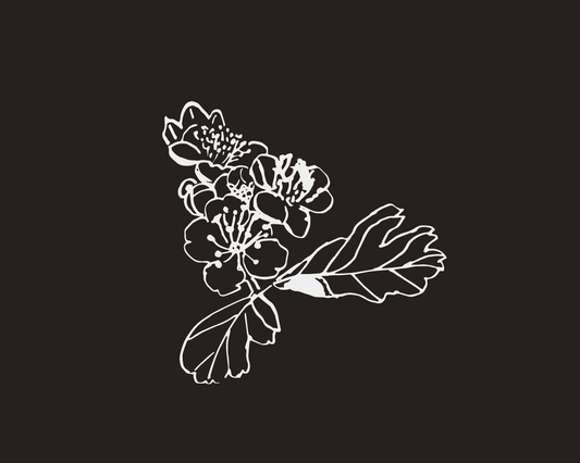 Line drawing of hawthorn flowers